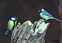 Parus major